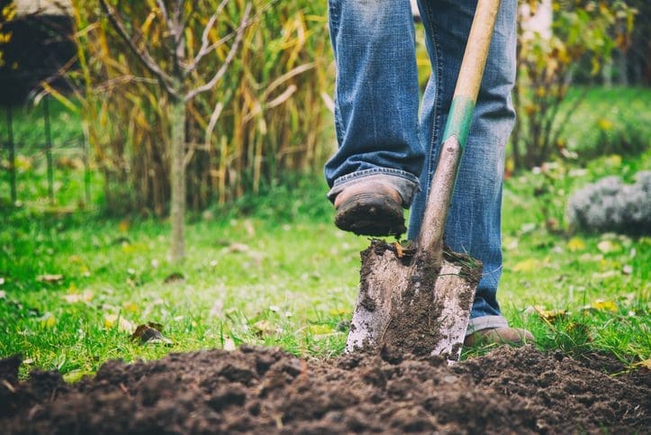 Digging in a garden with a spade